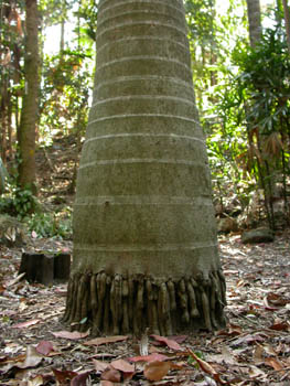 //foto van de onderkant van een palmboom in Sydney, Australie; je ziet wortels in de grond en concentrische ringen in de stam//