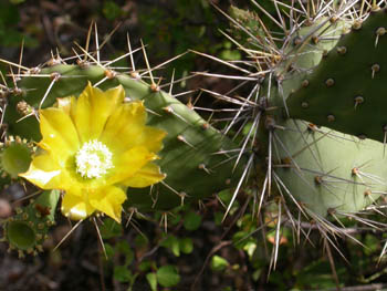 //foto van cactus met gele cactusbloem, Curacao//